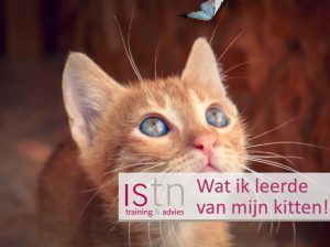 Wat ik leerde van mijn kitten! Lees deze verkooptip van ISTN!